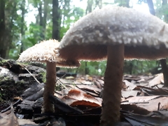 Lacrymaria asperospora