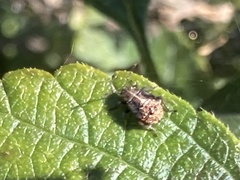 Agonoscelis puberula