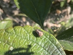 Agonoscelis puberula