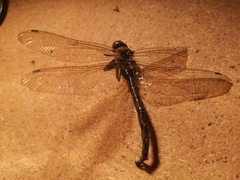 Aeshna cyanea