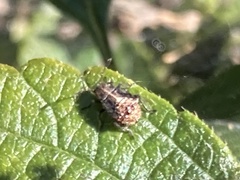 Agonoscelis puberula