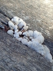 Schizophyllum commune