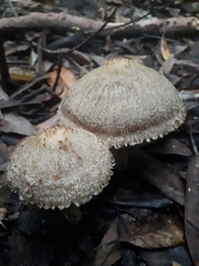 Lacrymaria asperospora