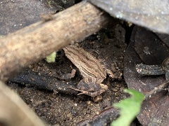 Craugastor underwoodi