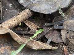 Craugastor underwoodi