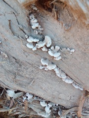 Schizophyllum commune