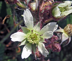 Rubus hirtus