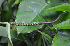 Anthurium talamancae