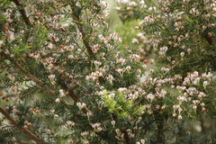 Erica triflora triflora