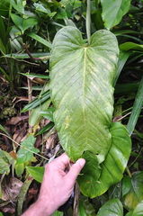Anthurium talamancae