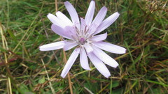 Scorzonera rosea