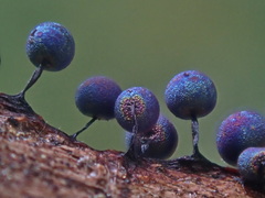 Lamproderma arcyrioides