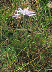 Scorzonera rosea