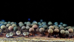 Lamproderma arcyrioides