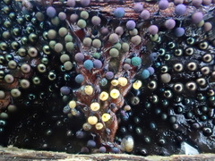 Lamproderma arcyrioides