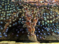 Lamproderma arcyrioides