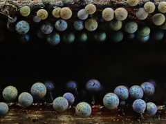 Lamproderma arcyrioides