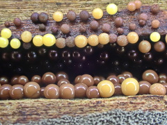 Lamproderma arcyrioides