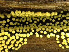 Lamproderma arcyrioides