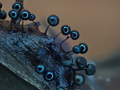 Lamproderma arcyrioides