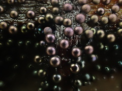 Lamproderma arcyrioides