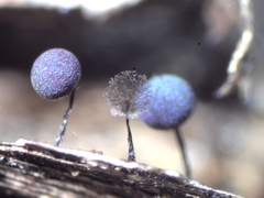 Lamproderma arcyrioides