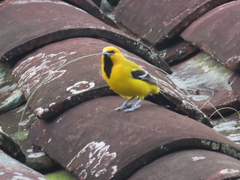 Icterus nigrogularis nigrogularis