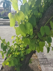 Bauhinia variegata