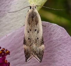 Coleotechnites invictella