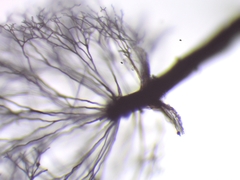 Lamproderma arcyrioides