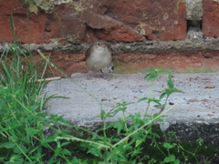 Troglodytes aedon striatulus