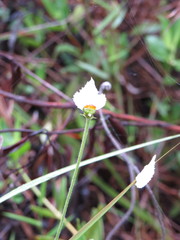 Dalechampia caperonioides