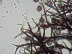 Lamproderma arcyrioides