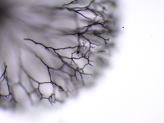 Lamproderma arcyrioides