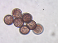 Lamproderma arcyrioides