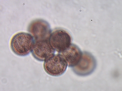 Lamproderma arcyrioides