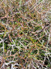 Parsonsia capsularis