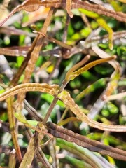 Parsonsia capsularis