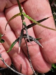 Parsonsia capsularis