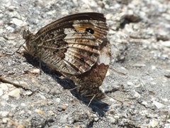 Hipparchia neomiris
