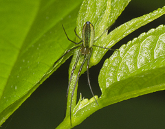 Mesida argentiopunctata