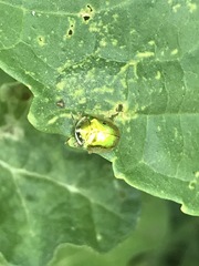 Charidotella succinea