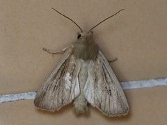 Apamea lintneri