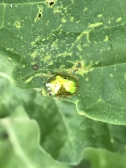 Charidotella succinea