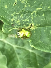 Charidotella succinea