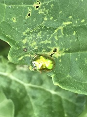 Charidotella succinea