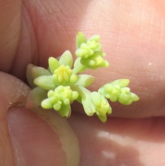 Sedum nuttallii