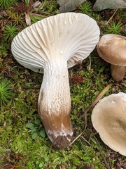Lactifluus gerardii