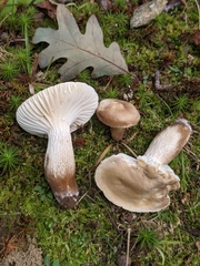 Lactifluus gerardii