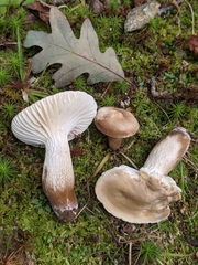 Lactifluus gerardii